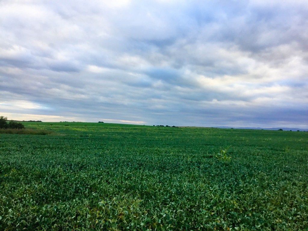 VENTA DE CAMPO 938,5 HAS, EN JESÚS MARÍA, CÓRDOBA.